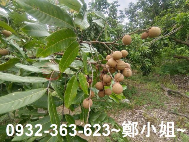 龍潭農舍-8