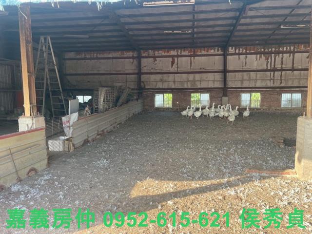 嘉義六腳牧場-10