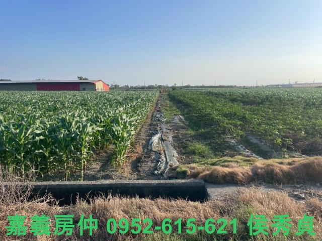 嘉義六腳牧場-13