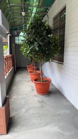 桃園桃園區大樓-8