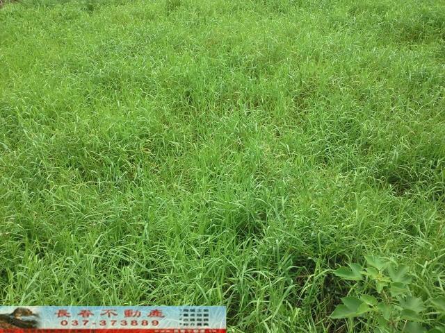 銅鑼農舍-1