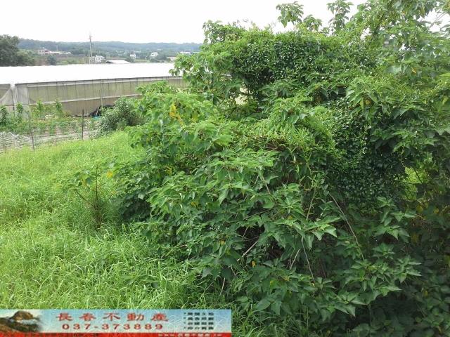銅鑼農舍-2