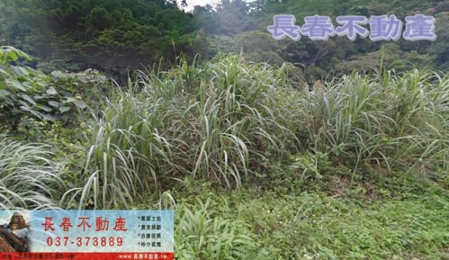 苗栗大湖農地-1