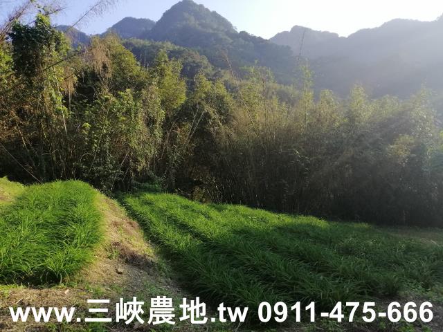 三峽農地-14