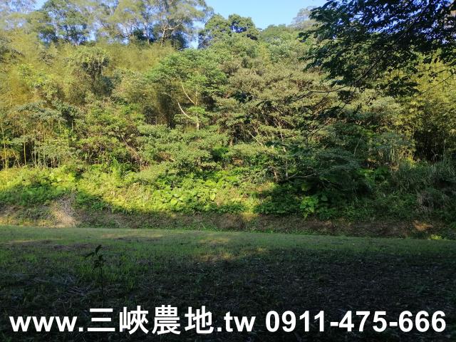新北三峽農地-12