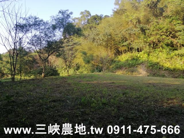 新北三峽農地-13