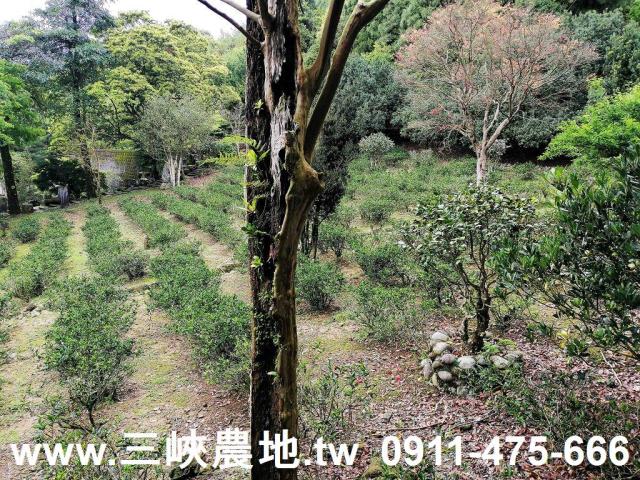 新北三峽農地-14