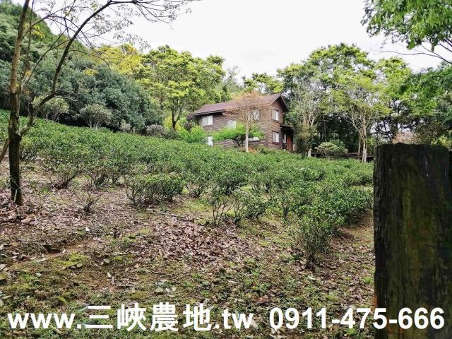 新北三峽農地-2