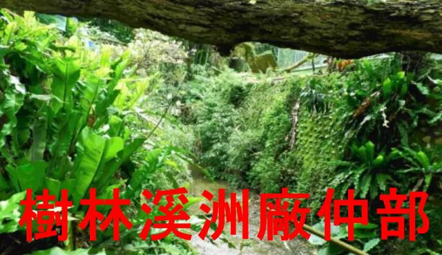 土城林地-1