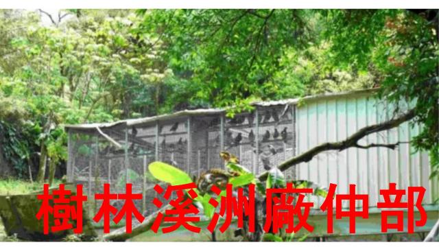 土城林地-3
