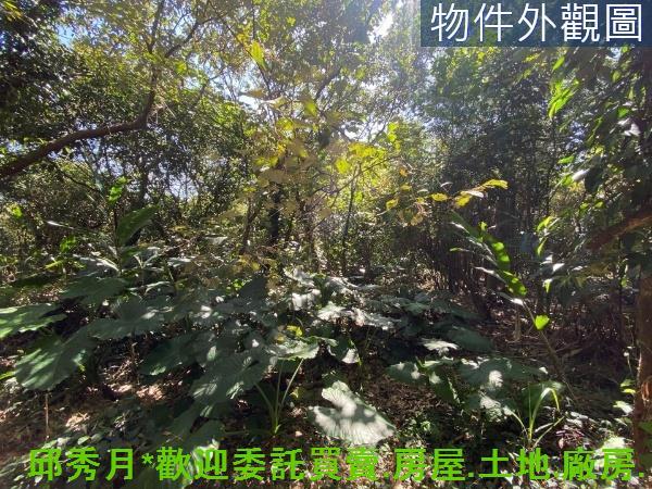 新北淡水農地-10