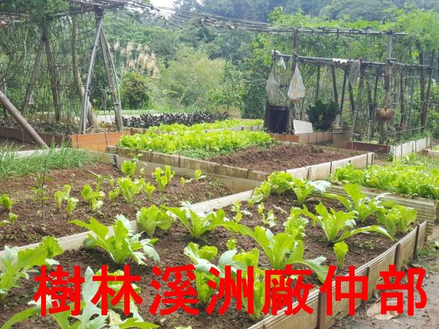 土城農地-5