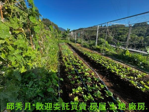 淡水農地-4