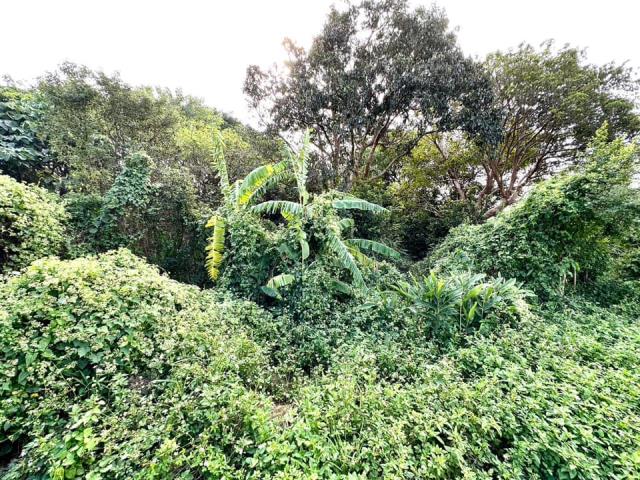 台中大雅農地-1