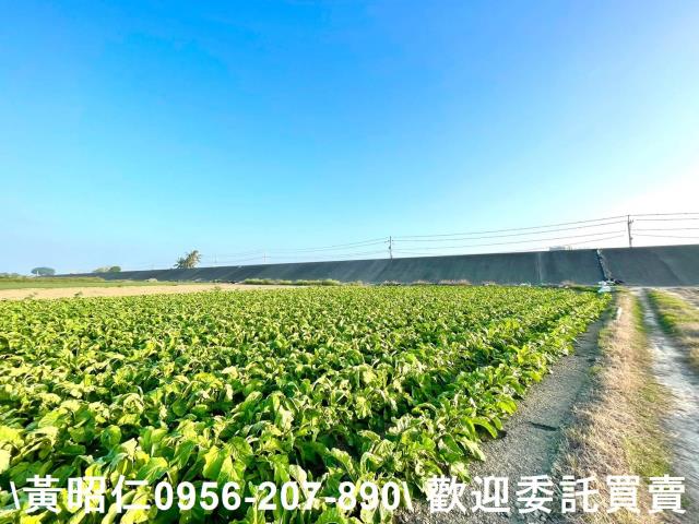 安南農地-9