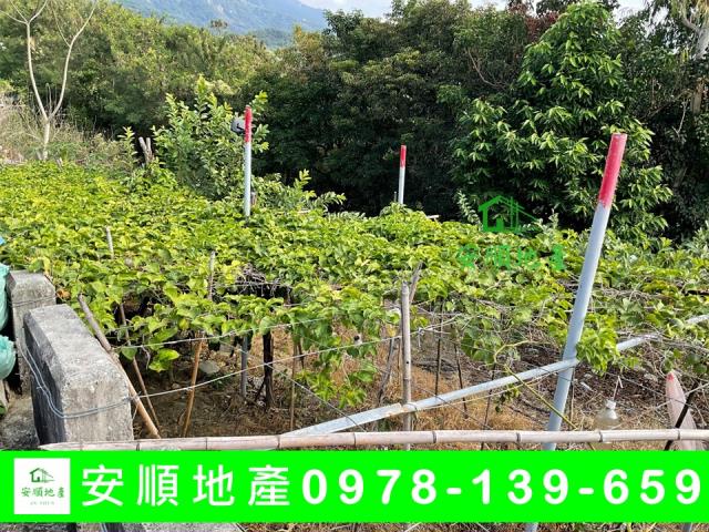 卑南農地-9