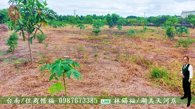 仁德農地-4