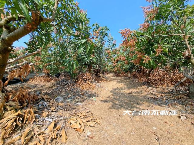 台南官田農地-5
