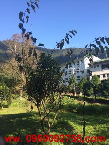 南投埔里農地-6