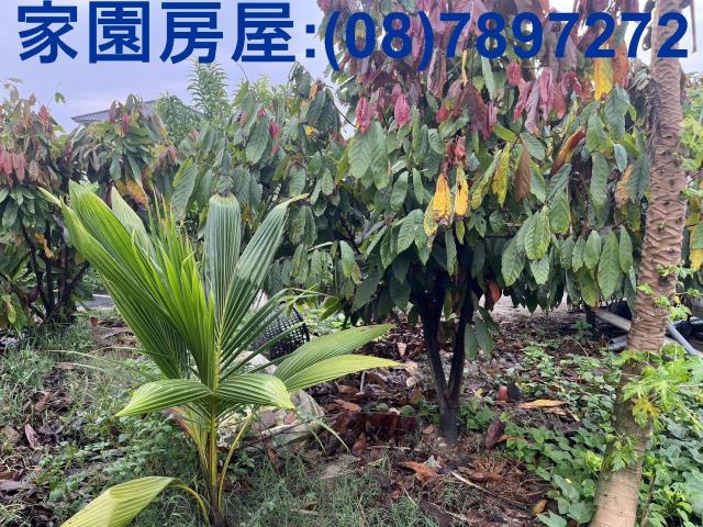 屏東萬丹農地-3