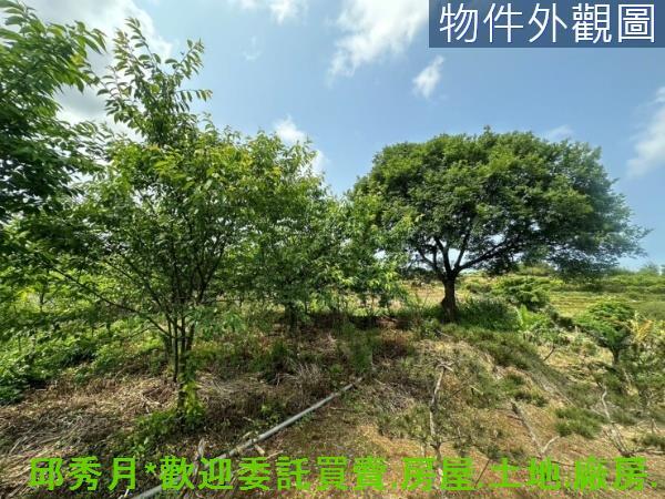 新北淡水農地-4