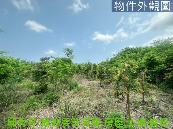 新北淡水農地-8