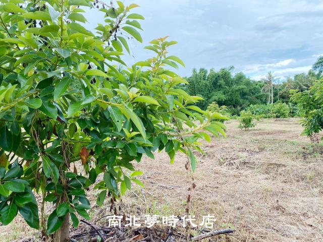 左鎮農地-7