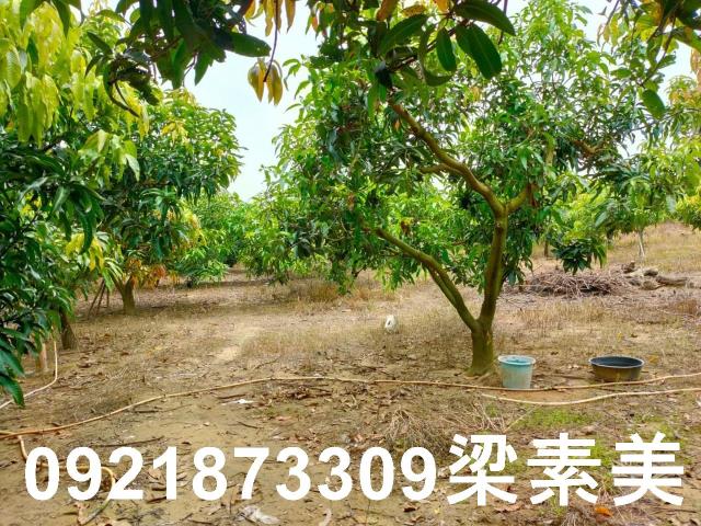玉井農地-2