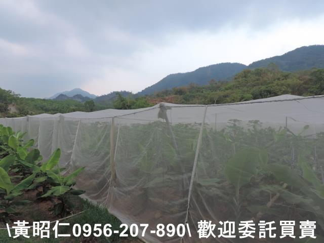 玉井農地-1