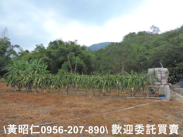 玉井農地-9
