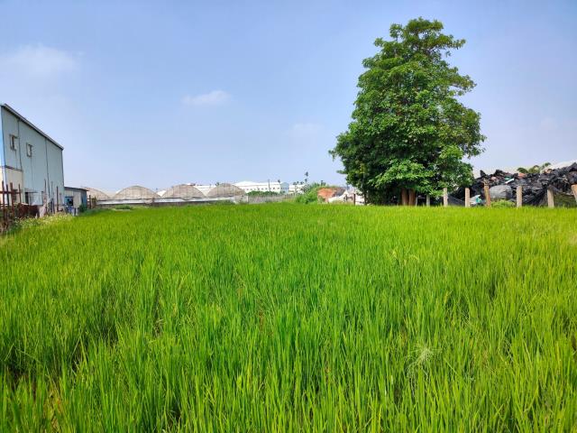溪湖農地-2