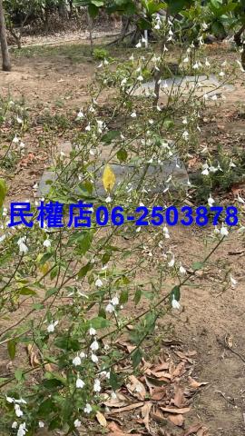 永康農地-6