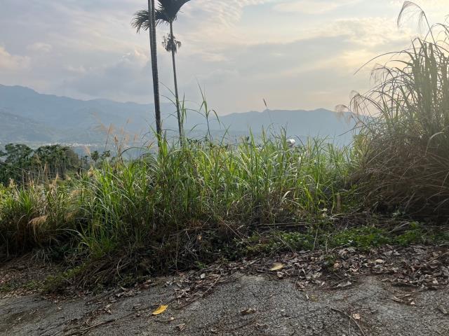 南投鹿谷山坡地-15