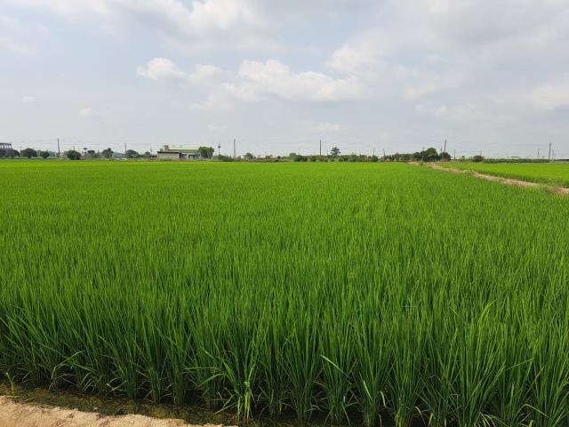 嘉義新港農地-4