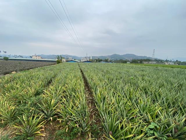 南投名間農地-2