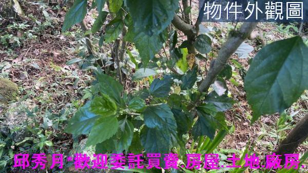 三芝農地-7