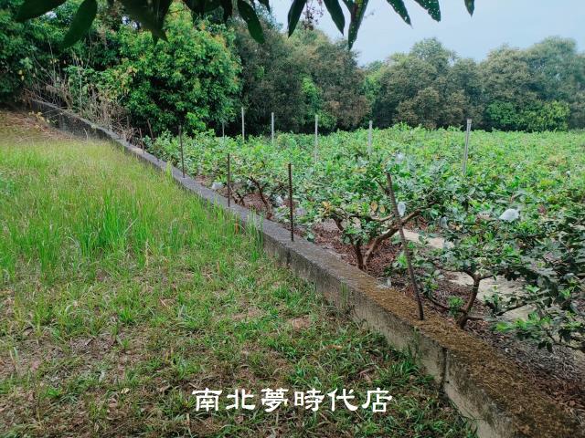 楠西農地-7