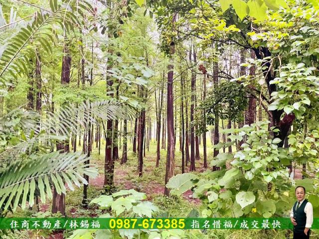 台南農地-2