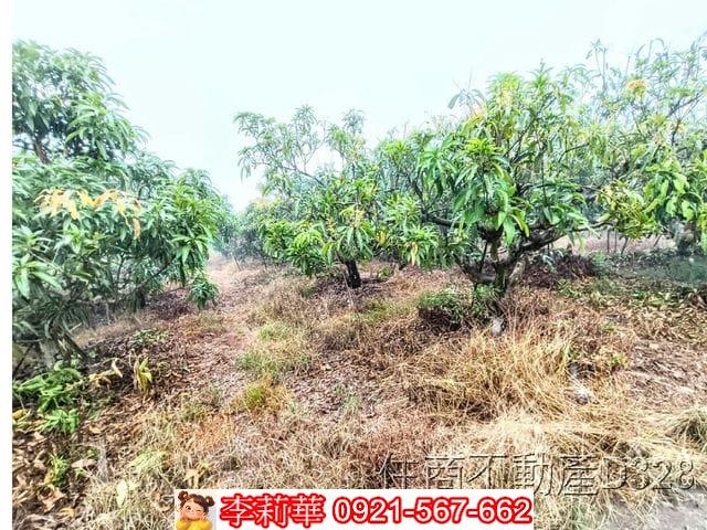 台南楠西農地-10