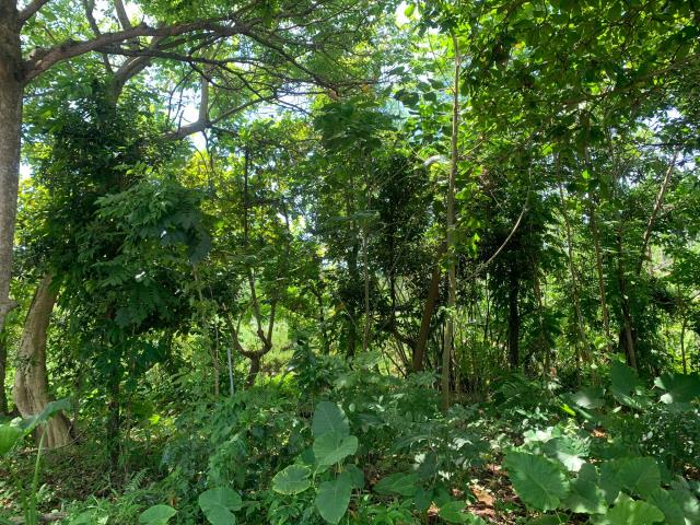 嘉義中埔農地-1