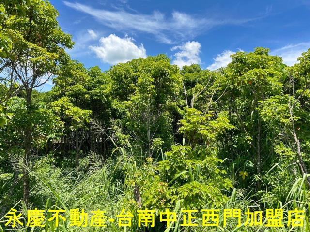 玉井農地-9