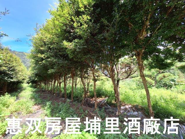 埔里農地-7