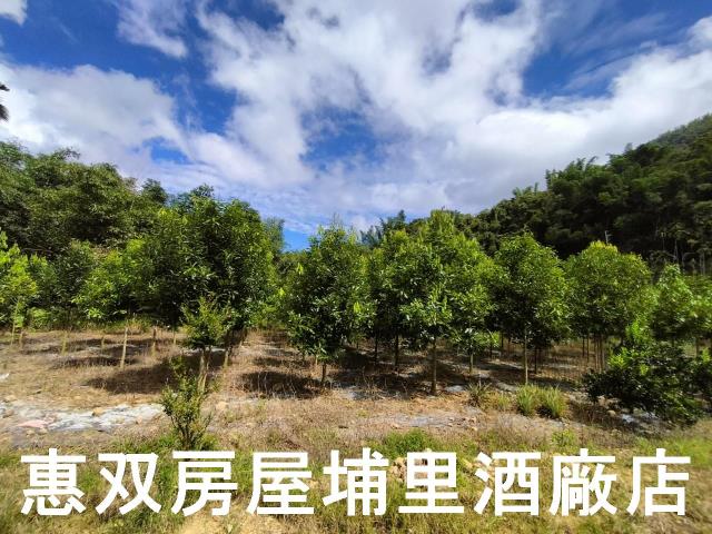 埔里農地-10