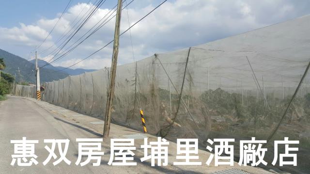 埔里農地-6