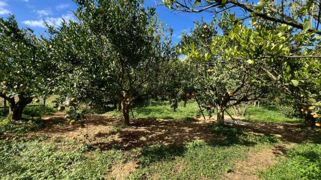 新竹峨眉農地-11