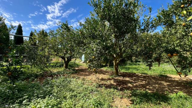 新竹峨眉農地-12