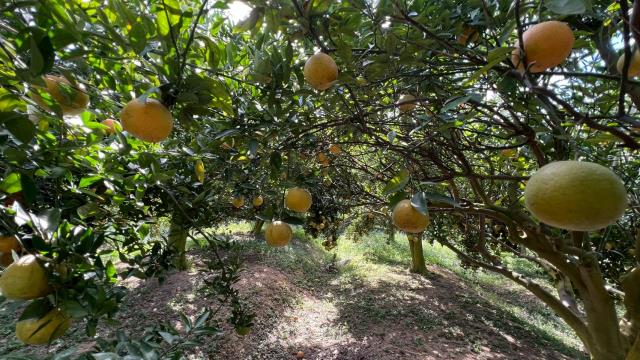 新竹峨眉農地-5