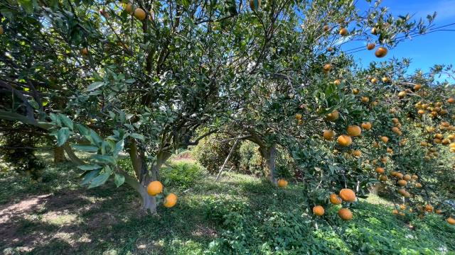 新竹峨眉農地-6