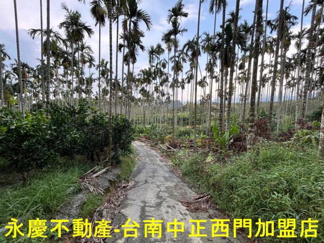台南林地-2