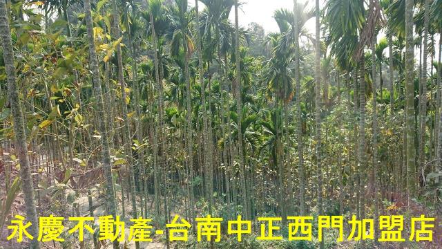 台南白河林地-10
